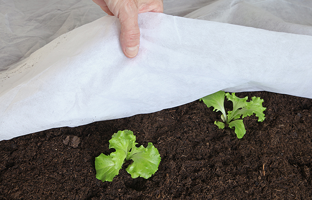 Agricultural Projects