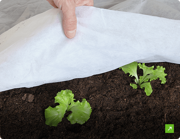 Agricultural Projects