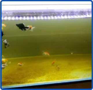 Cleaning fish tank