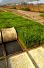 UV Resistant Jute Ground Cover Breathable for Rooftop Farms Lightweight Drainage