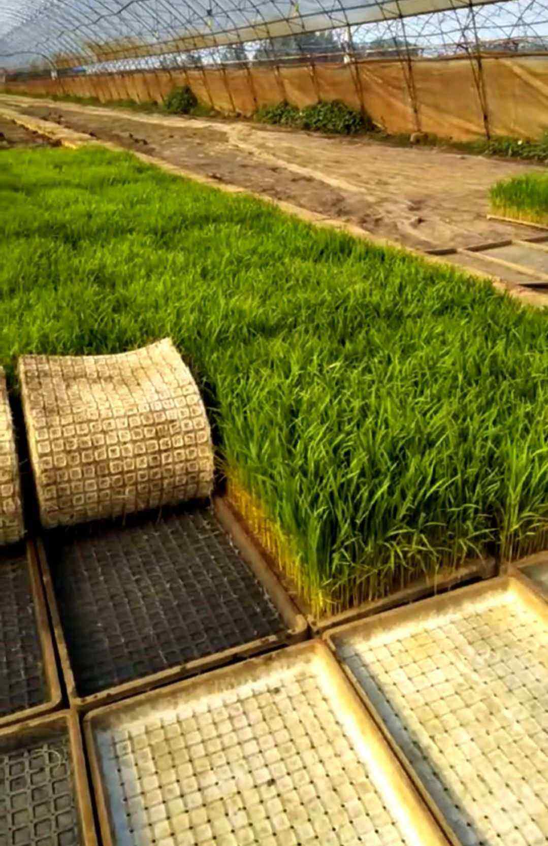 UV Resistant Jute Ground Cover Breathable for Rooftop Farms Lightweight Drainage